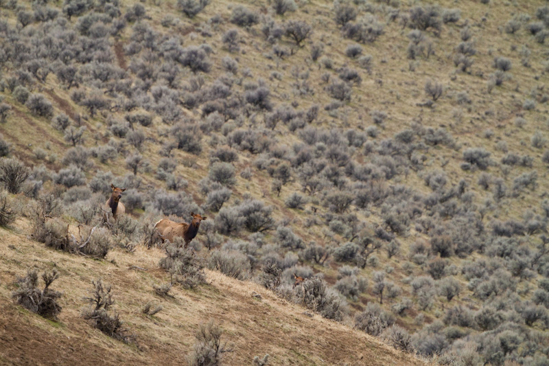 Elk In Sage